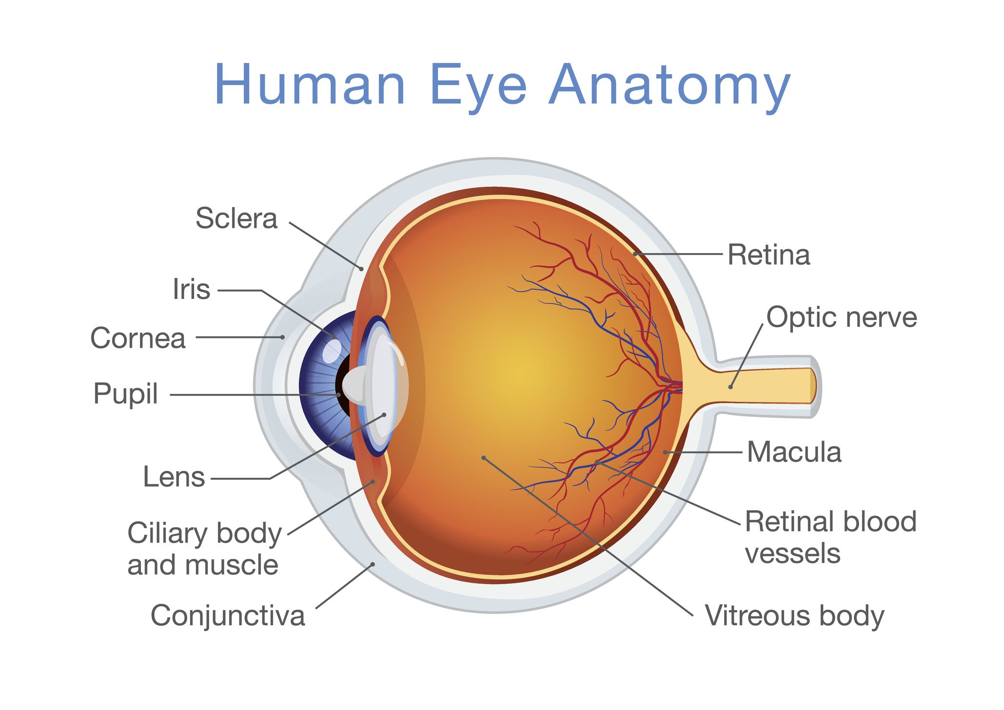 human_eye.jpg